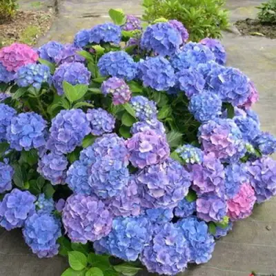 Гортензия БОДЕНСИ крупнолистная в Бресте