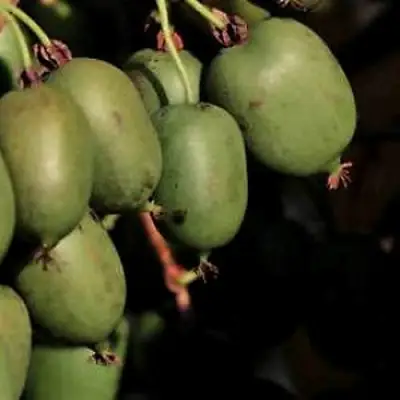 Актинидия РОГОВ аргута в Бресте