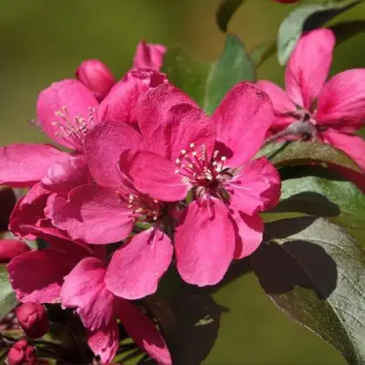 Яблоня НЕДЗВЕЦКОГО в Бресте