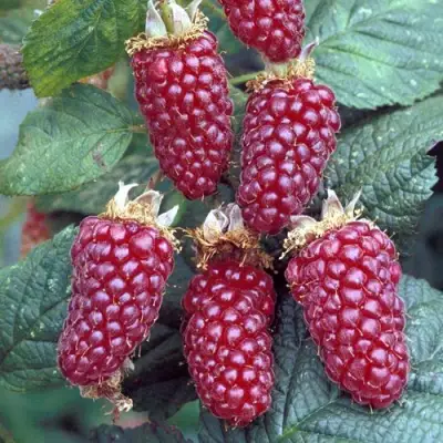 Ежемалина ТАЙБЕРРИ в Бресте