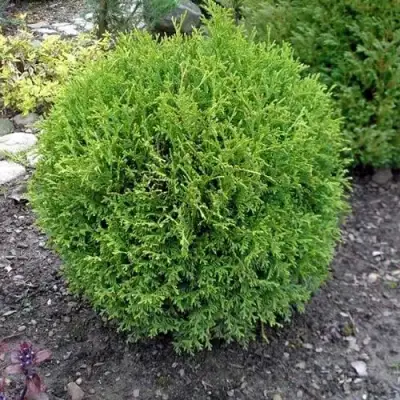 Туя ХОЗЕРИ западная в Бресте