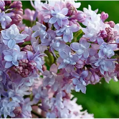 Сирень ПАМЯТЬ О ВАВИЛОВЕ в Бресте