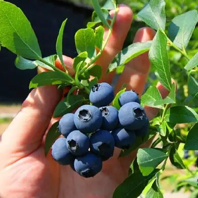 Голубика НОРТ КАНТРИ в Бресте