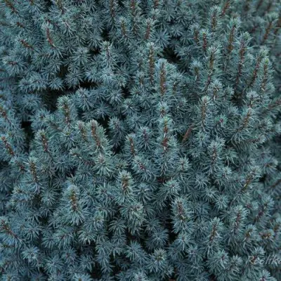 Ель САНДЕРС БЛЮ канадская в Бресте