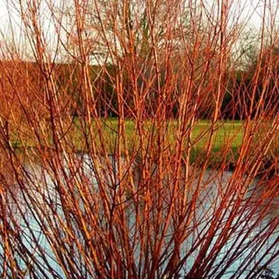 Ива ВИТЕЛЛИНА белая  в Бресте