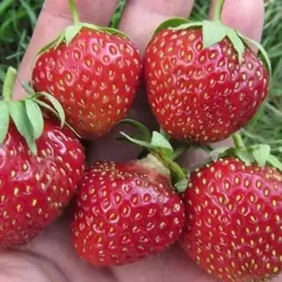 Клубника ВИМА ЗАНТА в Бресте