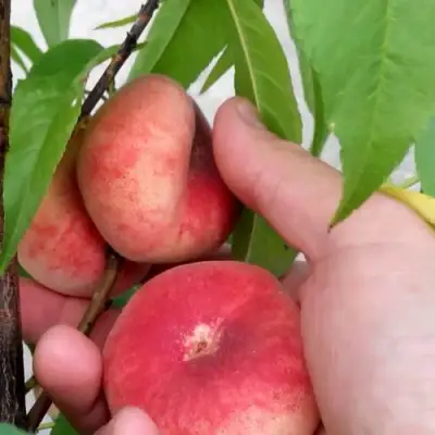 Персик САТУРН ИНЖИРНЫЙ в Бресте