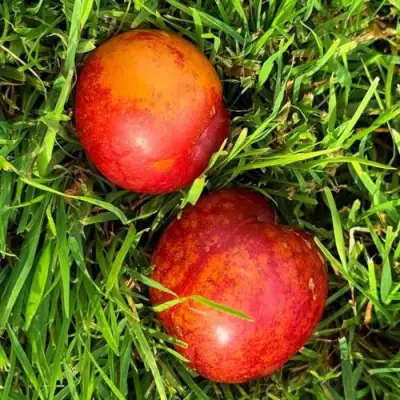 Шарафуга НЕКТАРИННАЯ в Бресте