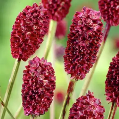 Кровохлебка ТАННА лекарственная в Бресте