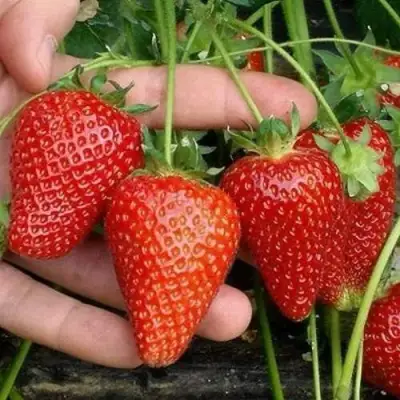 Клубника АЛЬБА в Бресте