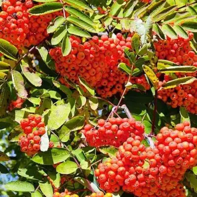 Рябина СОРБИНКА сладкоплодная в Бресте