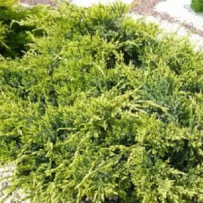 Можжевельник ГОЛД СТАР средний в Бресте