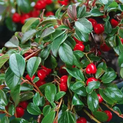 Кизильник Даммера в Бресте