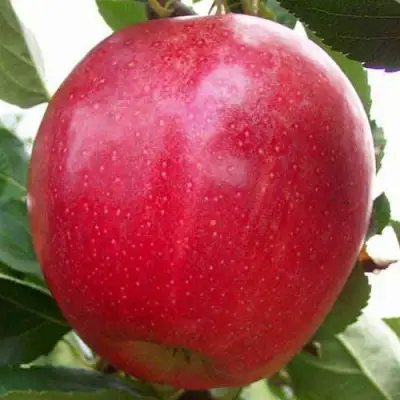 Яблоня ГАЛА МАСТ в Бресте