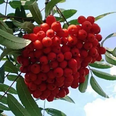 Рябина САХАРНАЯ ПЕТРОВА сладкоплодная в Бресте