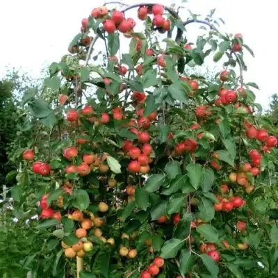 Яблоня ХЮВИНГИЕНЗИС декоративная в Бресте