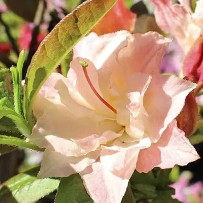 Азалия КЭННОНС ДАБЛ листопадная в Бресте