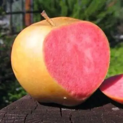 Яблоня ПИНК ПЕРЛ в Бресте