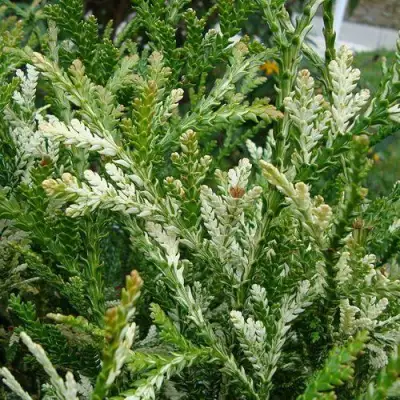 Туевик ВАРИЕГАТА долотовидный в Бресте