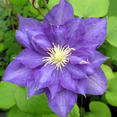 Клематис БЬЮТИ ОФ ВОЧЕСТЕР в Бресте