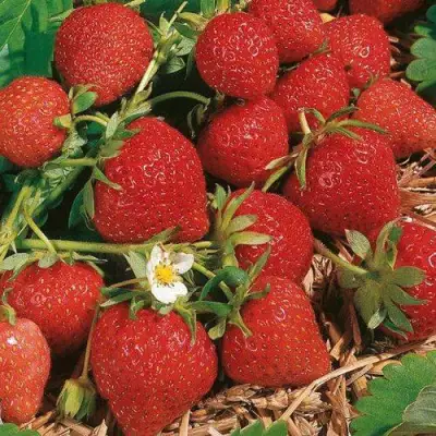 Клубника ФЛОРЕНС в Бресте