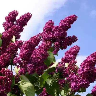 Сирень ЗНАМЯ ЛЕНИНА в Бресте