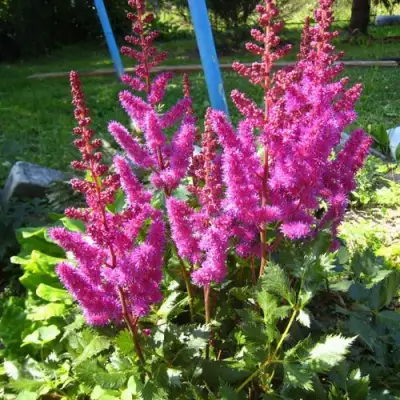 Астильба ЭЛИЗАБЕТ ВАН ВИН японская в Бресте