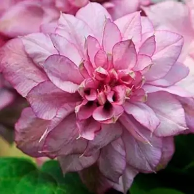 Клематис ИННОСЕНТ ГЛАНС в Бресте