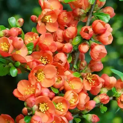 Айва ОРАНЖ ТРЕЙЛ в Бресте