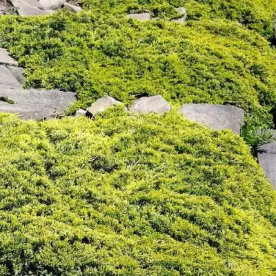 Можжевельник ГОЛДЕН КАРПЕТ горизонтальный  в Бресте