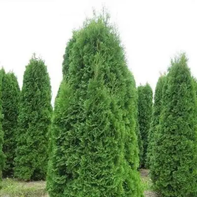 Туя КОЛУМНА западная в Бресте