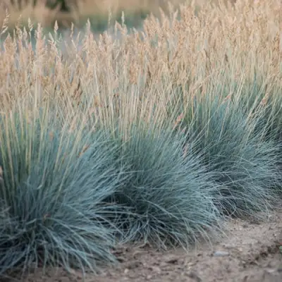 Овсяница АЙСФОГЕЛЬ сизая в Бресте