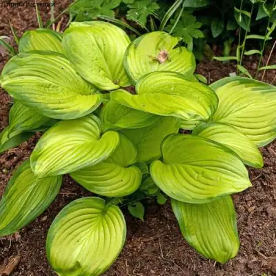 Хоста СТЕЙНД ГЛАСС гибридная в Бресте