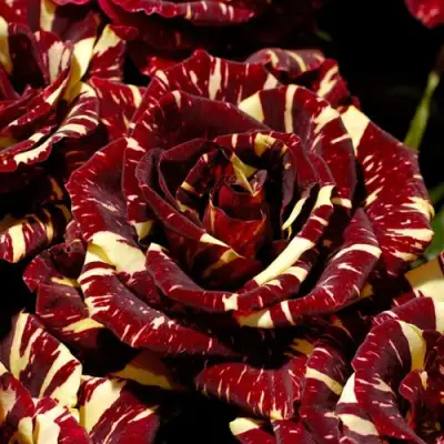 Роза АБРАКАДАБРА чайно-гибридная в Бресте