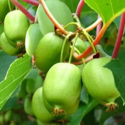 Актинидия ЭСТАФЕТА аргута в Бресте