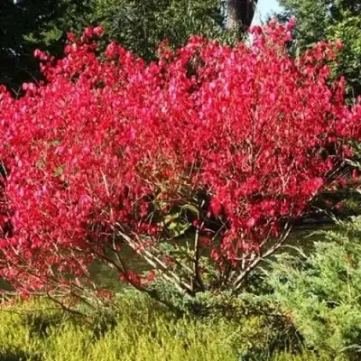 Бересклет ЕВРОПЕЙСКИЙ в Бресте