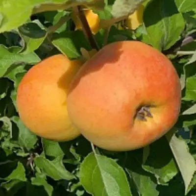 Яблоня АНТОНОВКА ЗОЛОТАЯ в Бресте