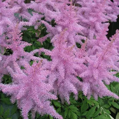 Астильба ГИАЦИНТ Арендса в Бресте