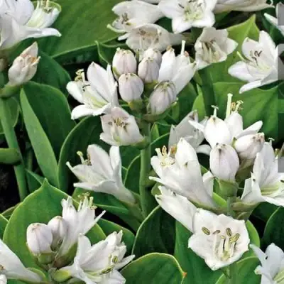 Хоста МОНСТЕР ИРЗ гибридная в Бресте