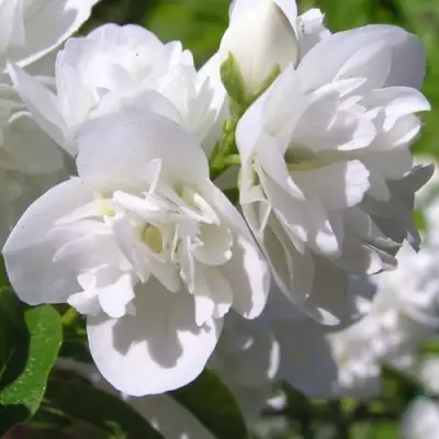 Жасмин ЖИРАНДОЛЬ в Бресте