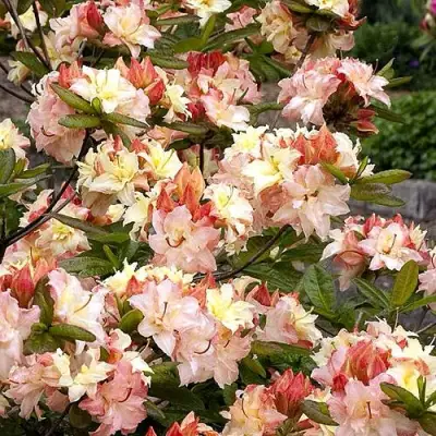 Азалия КЭННОНС ДАБЛ листопадная в Бресте