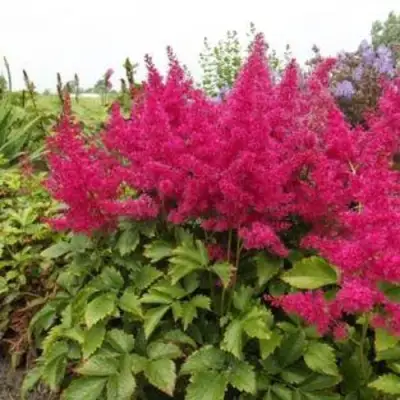 Астильба САННИ ДЕЙ гибридная в Бресте