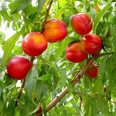 Нектарин ХАРБЛЕЙЗ в Бресте