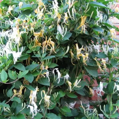 Жимолость ХАЛЛИАНА японская (Хелиана) в Бресте