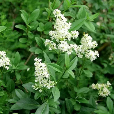 Бирючина обыкновенная АТРОВИРЕНС в Бресте