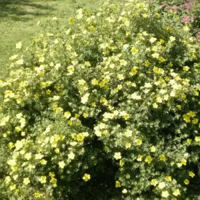 Лапчатка КЛОНДАЙК кустарниковая в Бресте