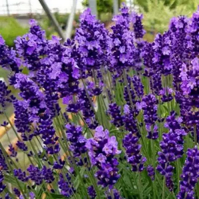 Лаванда ХИДКОТ БЛЮ узколистная в Бресте