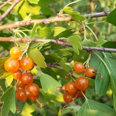 Смородина золотистая ЛЯЙСАН в Бресте