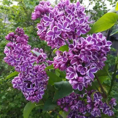 Сирень СЕНСАЦИЯ в Бресте