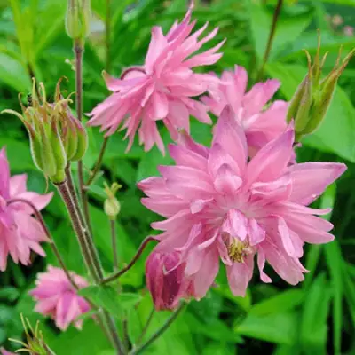 Аквилегия БАРЛОУ ПИНК гибрид МакКаны в Бресте